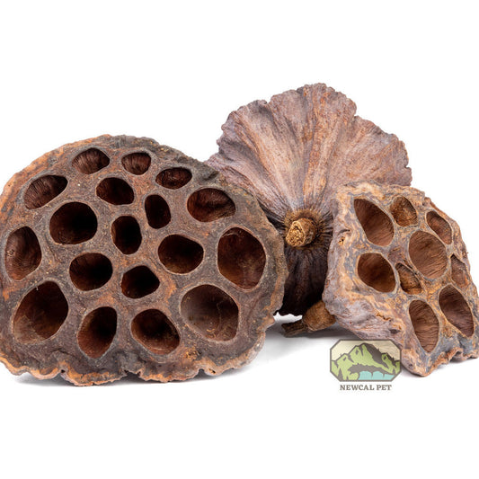 Lotus Seed Pods (3 Pack)