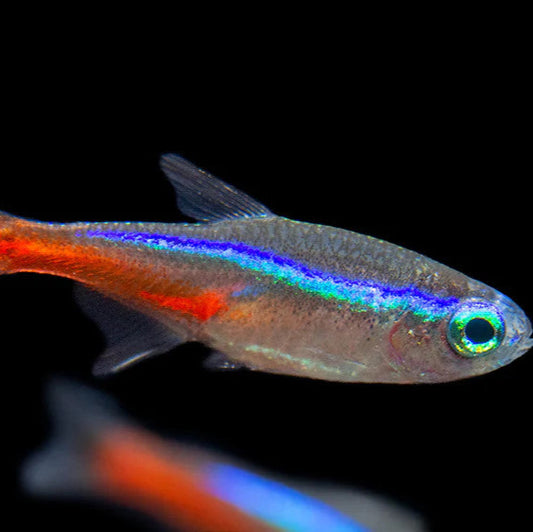 Neon Tetra