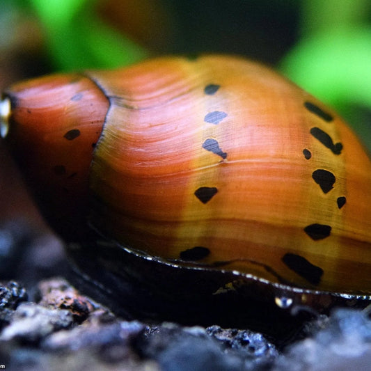 Red Onion Snail
