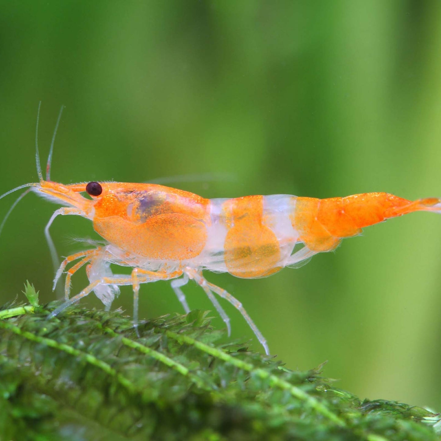 Orange Rili (Neocardina .sp)