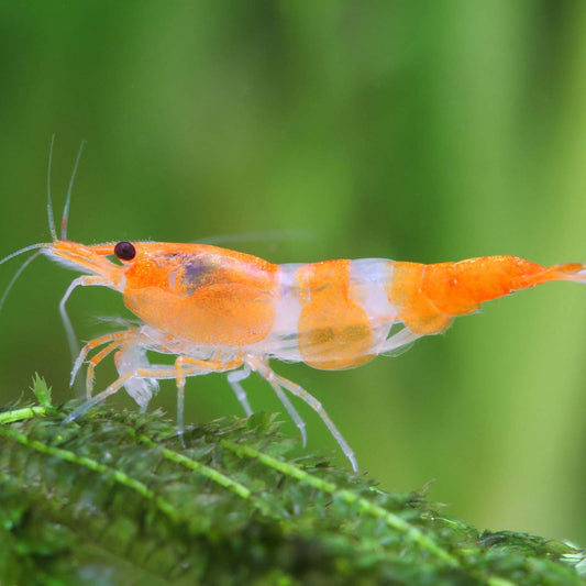 Orange Rili (Neocardina .sp)