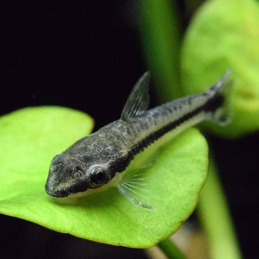 Otocinclus Catfish