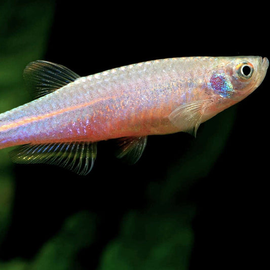 Pearl Danio