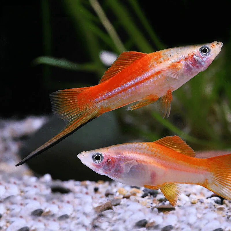 Pinapple Swordtail