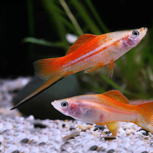 Pinapple Swordtail