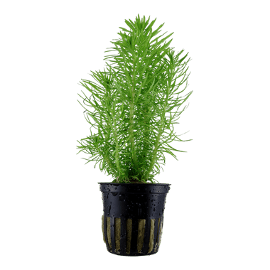 pogostemon erectus - potted