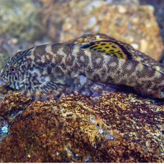 Borneo Sucker (Pseudogastromyzon myersi