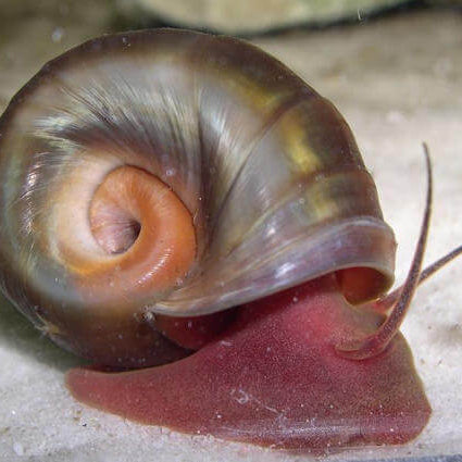 Ramshorn Snail (Planorbis Rubrum)