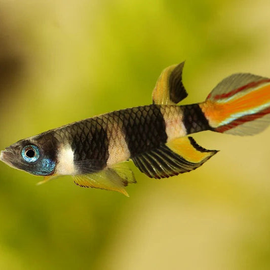 Rocket Tail Clown Killifish