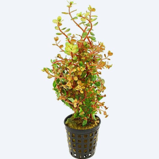 Rotala rotundifolia orange juice