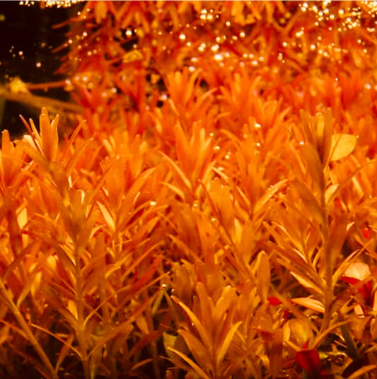 Rotala rotundifolia orange juice