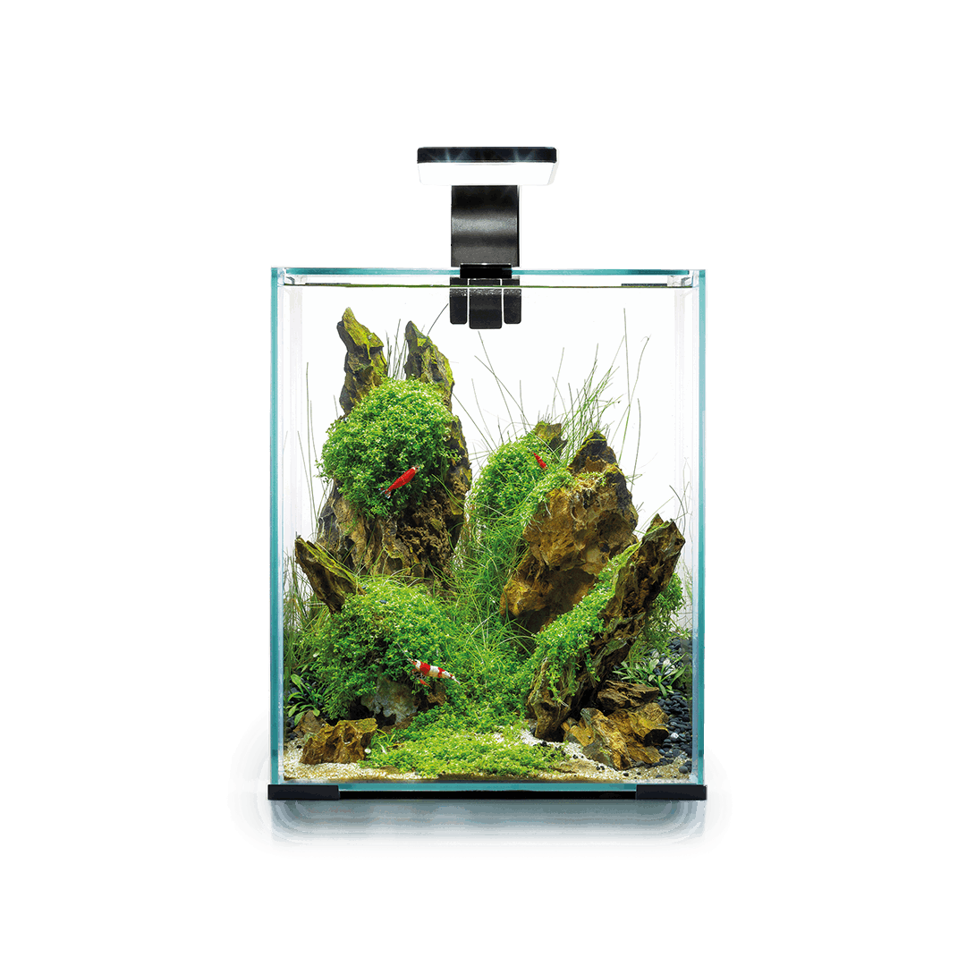 Shrimp Set - Day & Night - 20L Black