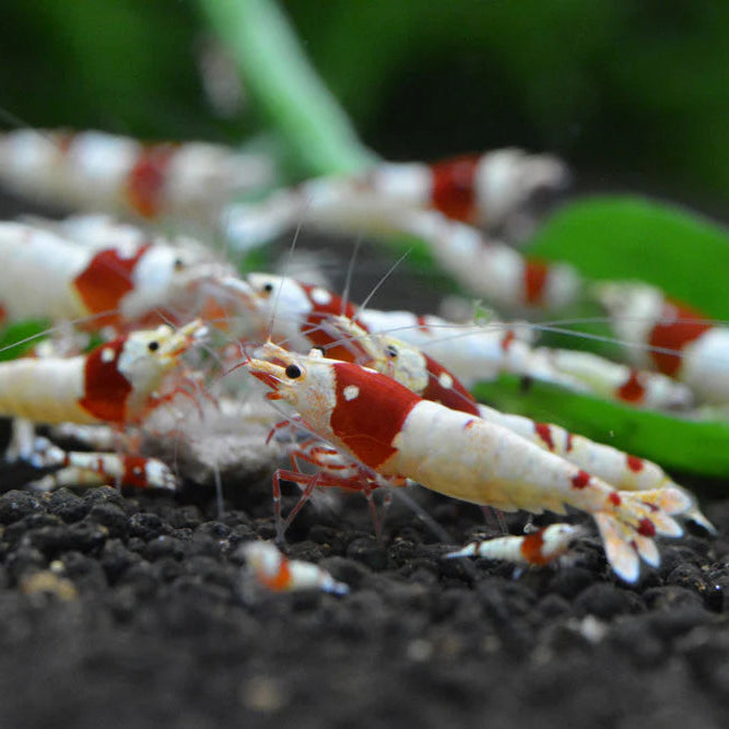 Aquario Neo Soil Shrimp