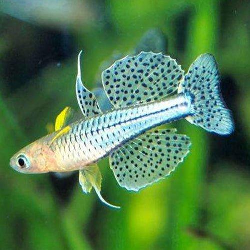 Gertrude's Blue-Eye Rainbow - Male