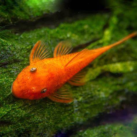 Super Red Bristlenose Pleco
