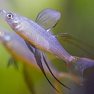 Rainbowfish Threadfin (Iriatherina werneri)