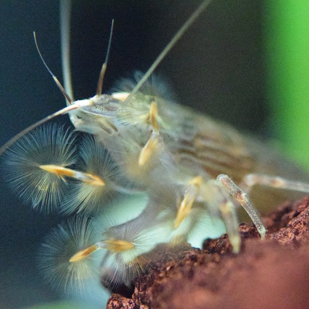 Bamboo Shrimp (mountain fan)