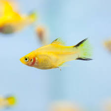 Yellow Comet Platy